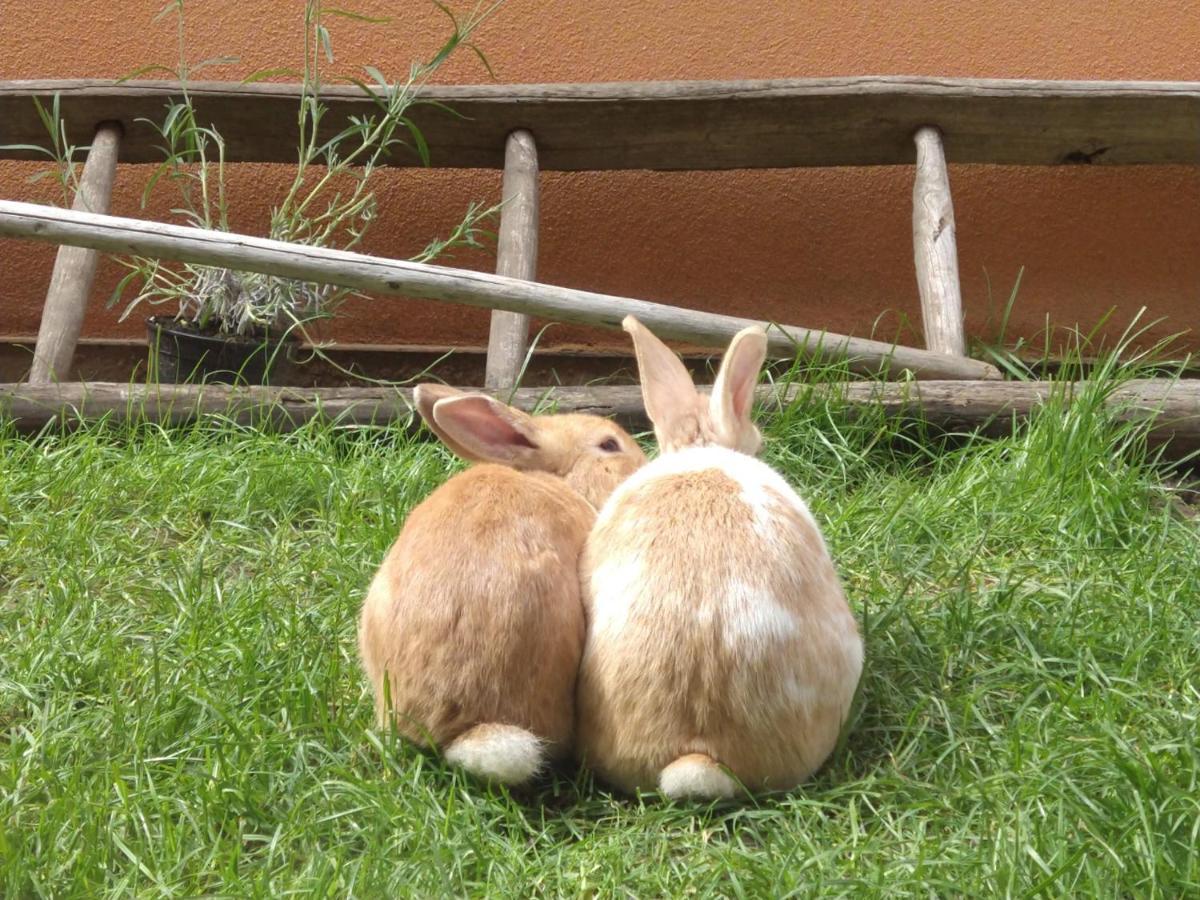 Agriturismo Verdecielo パドヴァ エクステリア 写真